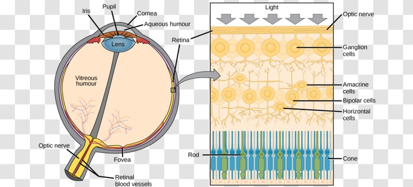 Organism Right Hemisphere Brain Damage Graphic Design Diagram - Frame - Fig. Transparent PNG