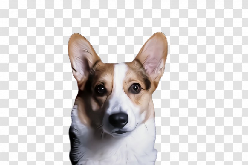 Dog Breed Welsh Corgi Pembroke Cardigan - Snout Transparent PNG