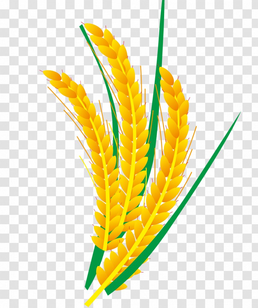 Rice Euclidean Vector Computer File - Food - And Wheat Transparent PNG