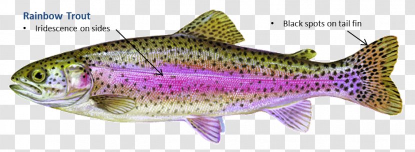 Rainbow Trout Fish Salmon Brown - Pacific Salmons And Trouts Transparent PNG