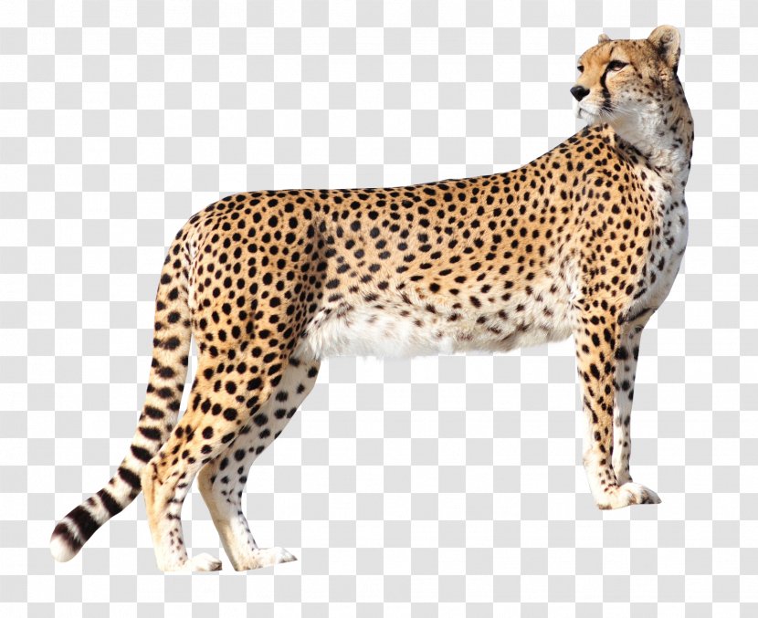 Cheetah Lion High-definition Television Wallpaper - Mammal Transparent PNG