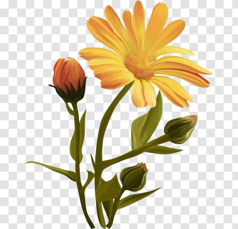 Common Sunflower Cut Flowers - Calendula - Flower Transparent PNG