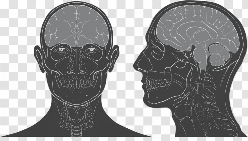 Head And Neck Anatomy Skull Human Brain - Cartoon Transparent PNG
