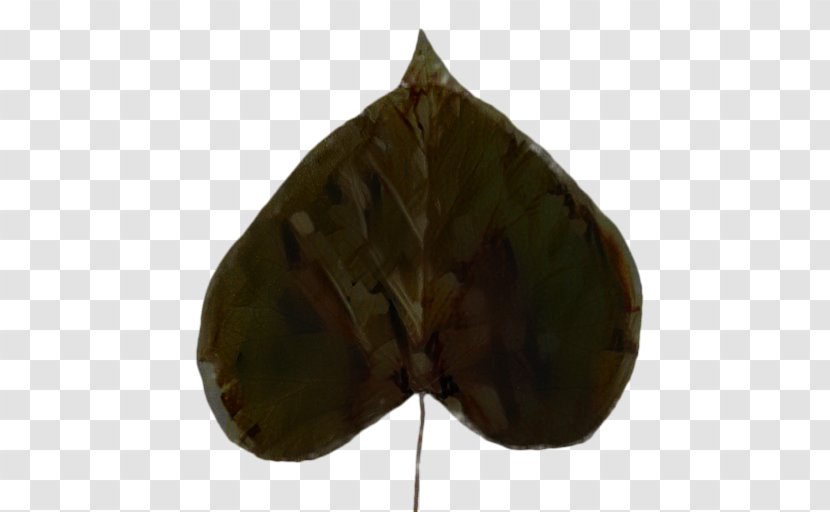 Plant Leaf - Anthurium Transparent PNG