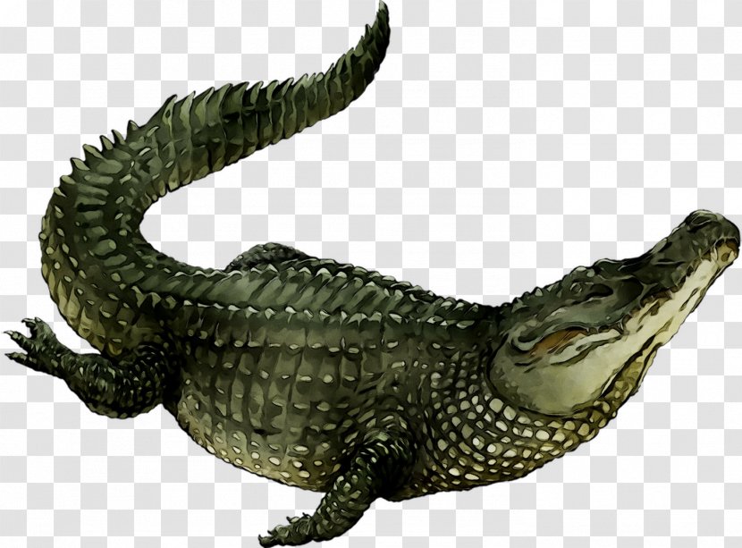 American Alligator Nile Crocodile Fauna - Jaw Transparent PNG