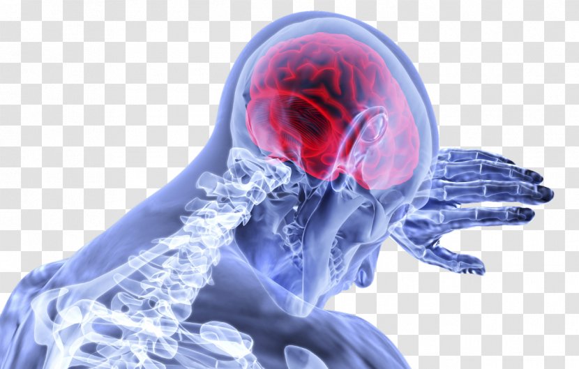 Human Brain Traumatic Injury Brainstem - Heart Transparent PNG