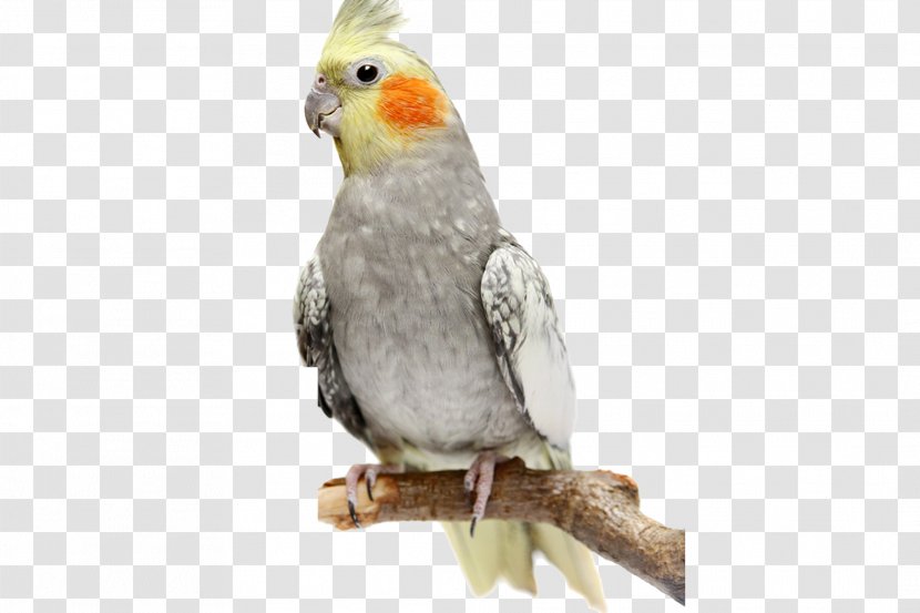 Cockatiel Parrot Budgerigar Bird Stock Photography Transparent PNG