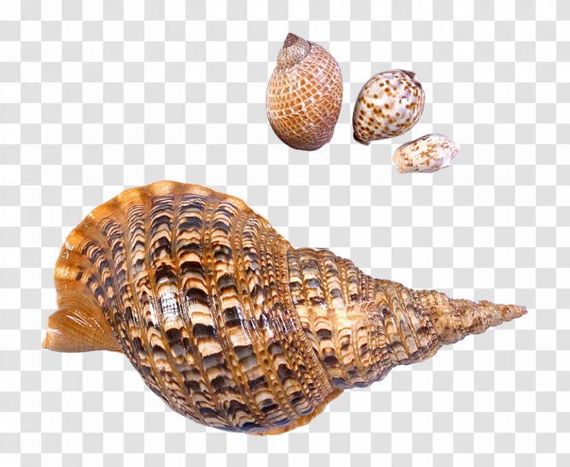 Seashell Gastropod Shell Clip Art - Clam Transparent PNG