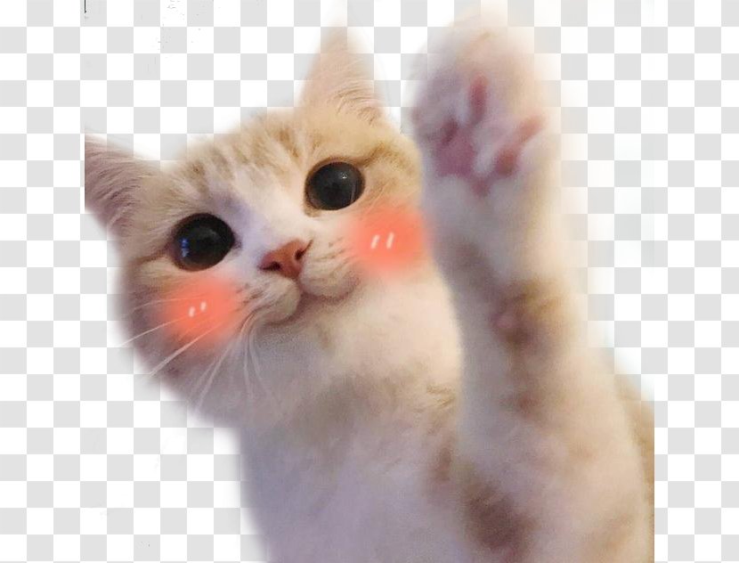 Ragdoll Kitten Hello Kitty Cat Food Mouse - Carnivoran - Cute Blush Expression Bag Transparent PNG
