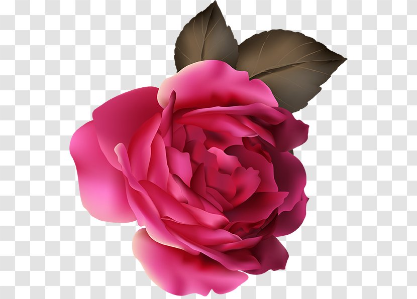 Garden Roses Cabbage Rose Floribunda LG G Flex Au - Flowering Plant - Peony Illustration Transparent PNG
