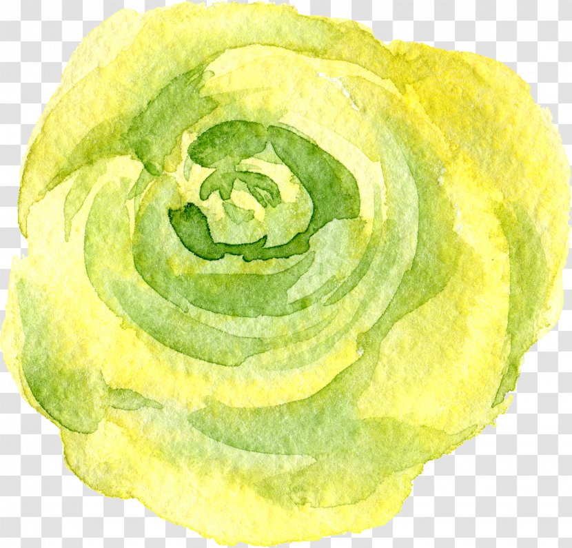 Transparency And Translucency Flower - Cabbage - Transparent Background Floral Botanical Watercolor Flowers Transparent PNG