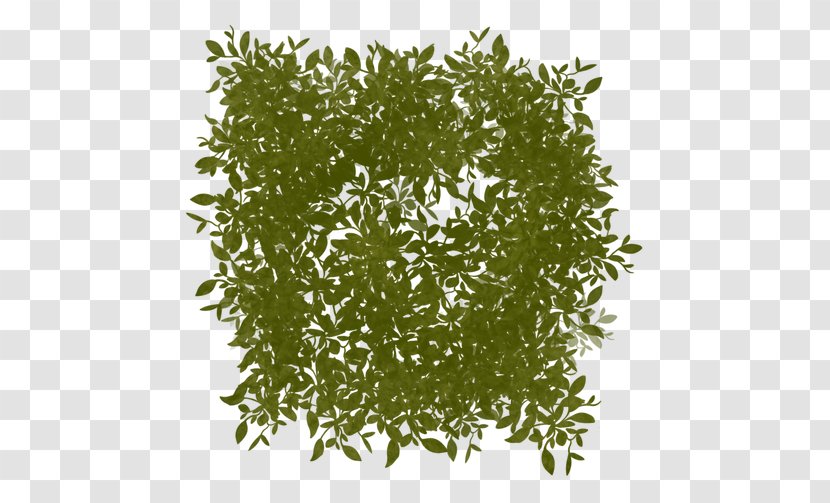 Leaf Tree Shrub Herb - Plant - Crystal Word Transparent PNG