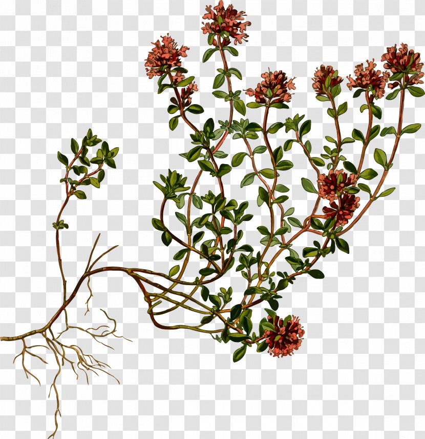 Köhler's Medicinal Plants Breckland Thyme Herb Garden - Subshrub - Wild Transparent PNG