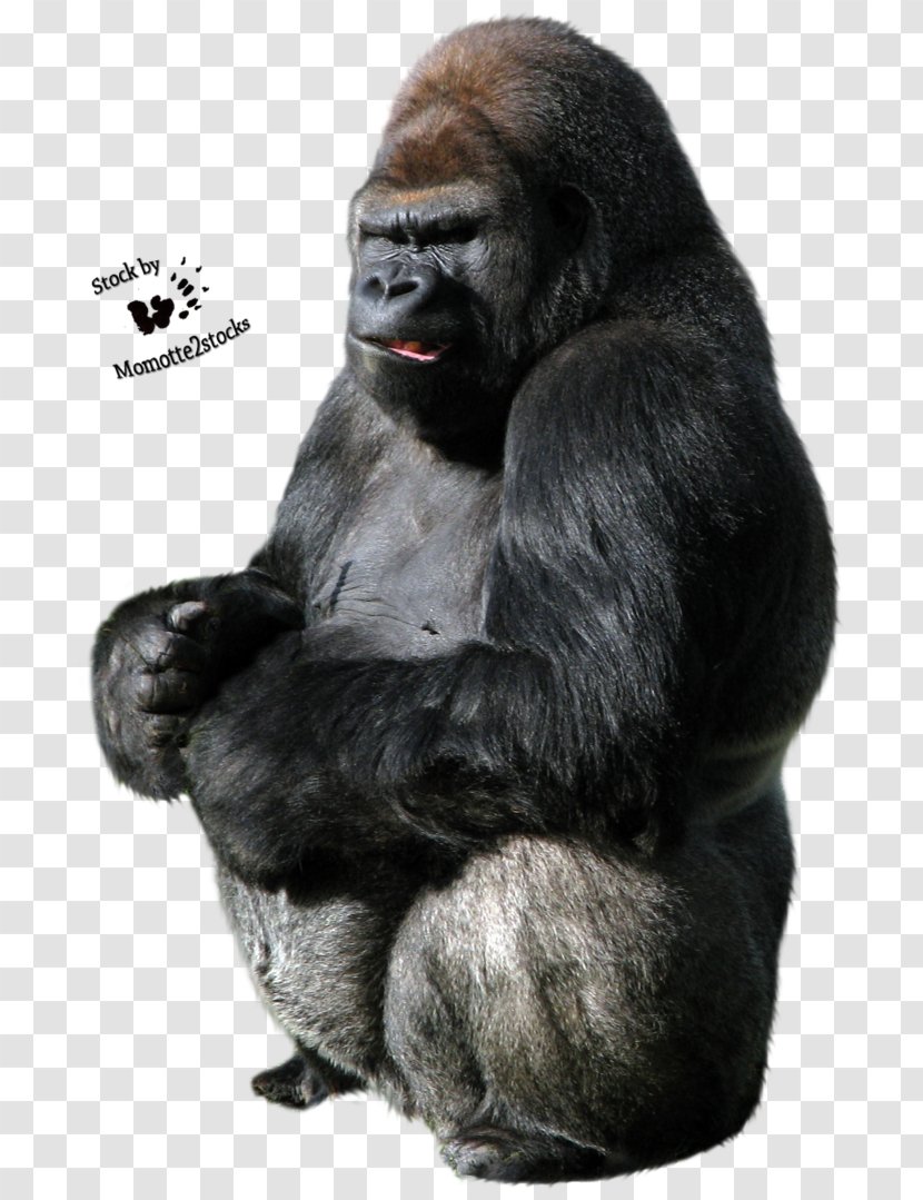 Gorilla Clip Art - Great Ape Transparent PNG