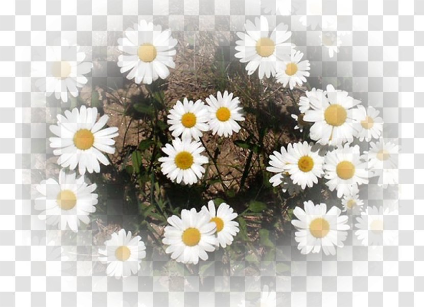 Common Daisy Flower Bouquet Chamomile Family - Chamaemelum Nobile Transparent PNG