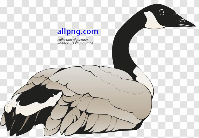 Canada Goose Bird Duck - Neck Transparent PNG