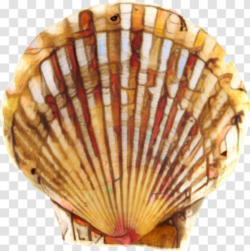 Cockle Scallop - Decorative Fan - Shellfish Clam Transparent PNG
