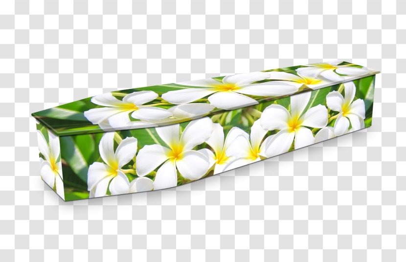 Expression Coffins Flower Funeral Frangipani - Lilium Transparent PNG