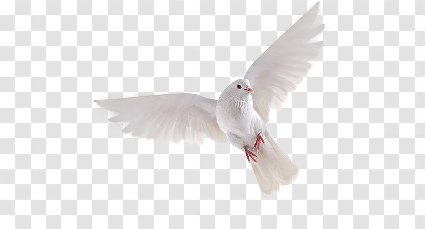Pigeons And Doves Bird Flight Image - Seabird Transparent PNG