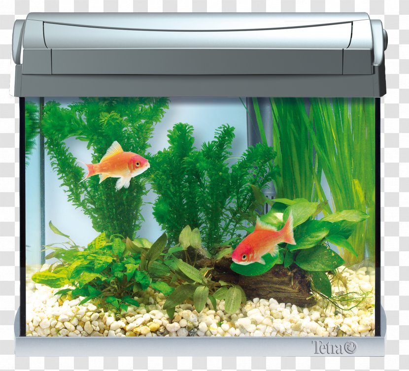 Goldfish Aquarium Tetra Fishkeeping Siamese Fighting Fish - Pet Transparent PNG