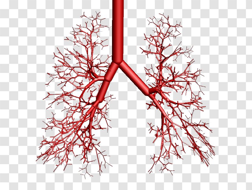 Bronchus Lung Breathing Vertebrate OpenSim - Christmas Ornament - Trachea Transparent PNG