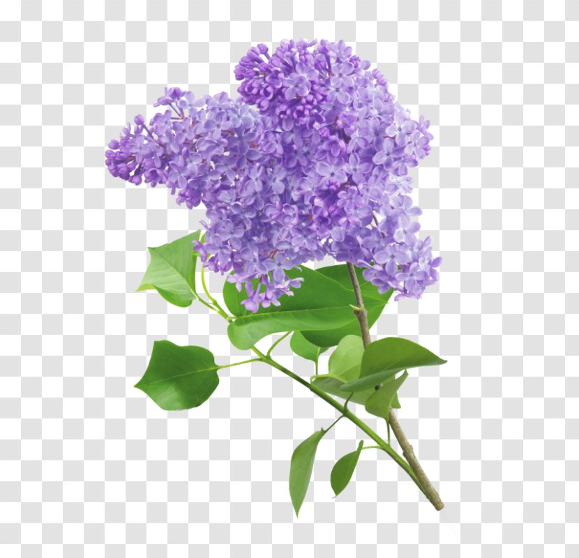 Clip Art Lilac Violet Transparency - Statice Flower Transparent PNG