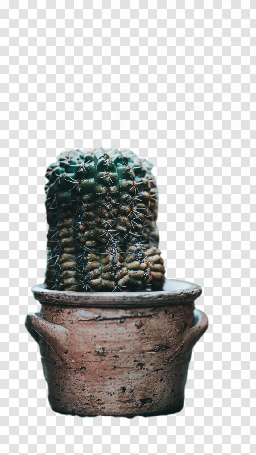 Ceramic Plants Flowerpot Citroën Cactus M Biology Transparent PNG