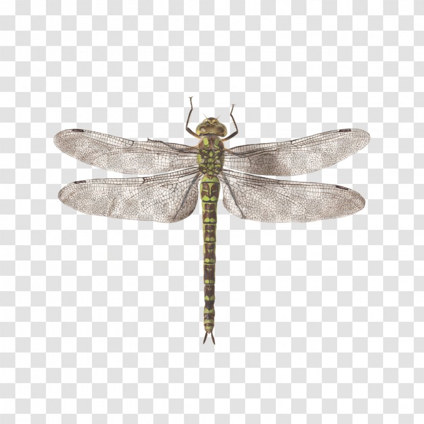Dragonfly Tattly Animalia Rationalia Et Insecta (Ignis): Plate II Drawing Image - Pterygota Transparent PNG