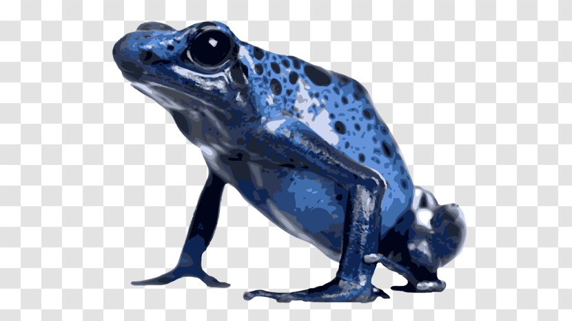 American Bullfrog True Frog Tropical Frogs Toad - Amphibian Transparent PNG