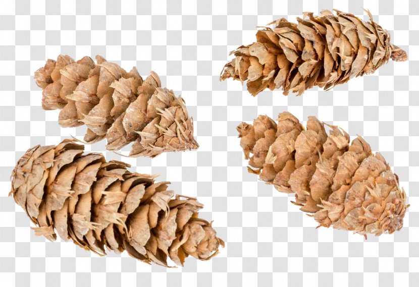 Pine Nut Commodity - Nemophila Menziesii Transparent PNG