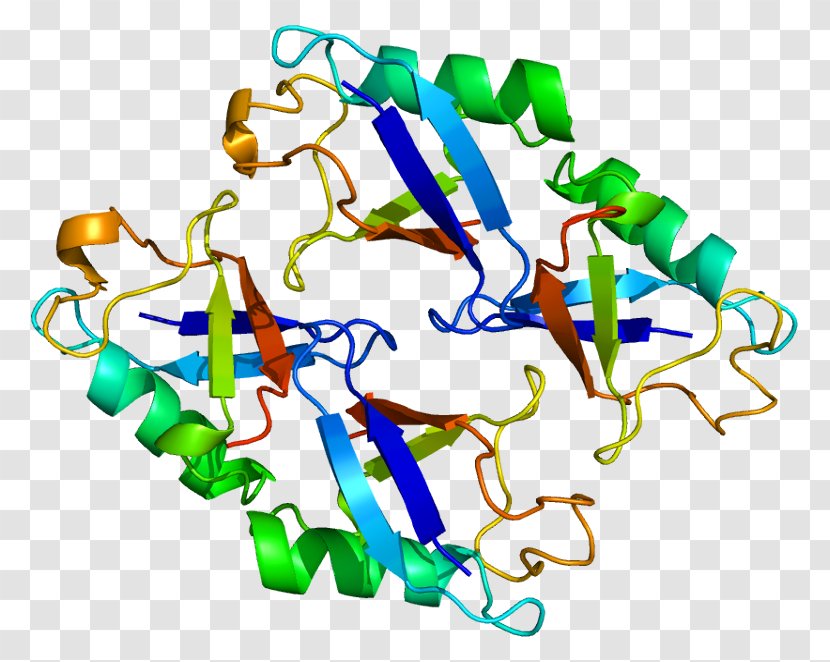 NEDD8 Cullin Protein NUB1 Neddylation - Silhouette - Homo Sapiens Transparent PNG