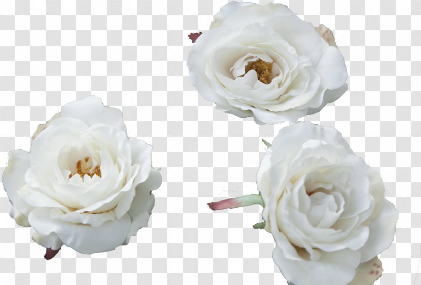 Garden Roses Cabbage Rose Floribunda Cut Flowers Floral Design - Petal - Flower Transparent PNG