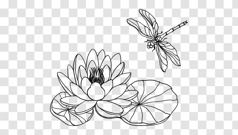 Drawing Lilium Water Lily Line Art Clip - Silhouette - Painting Transparent PNG