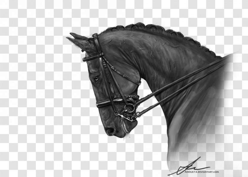 Halter Mustang Stallion Rein Bridle - Black M Transparent PNG