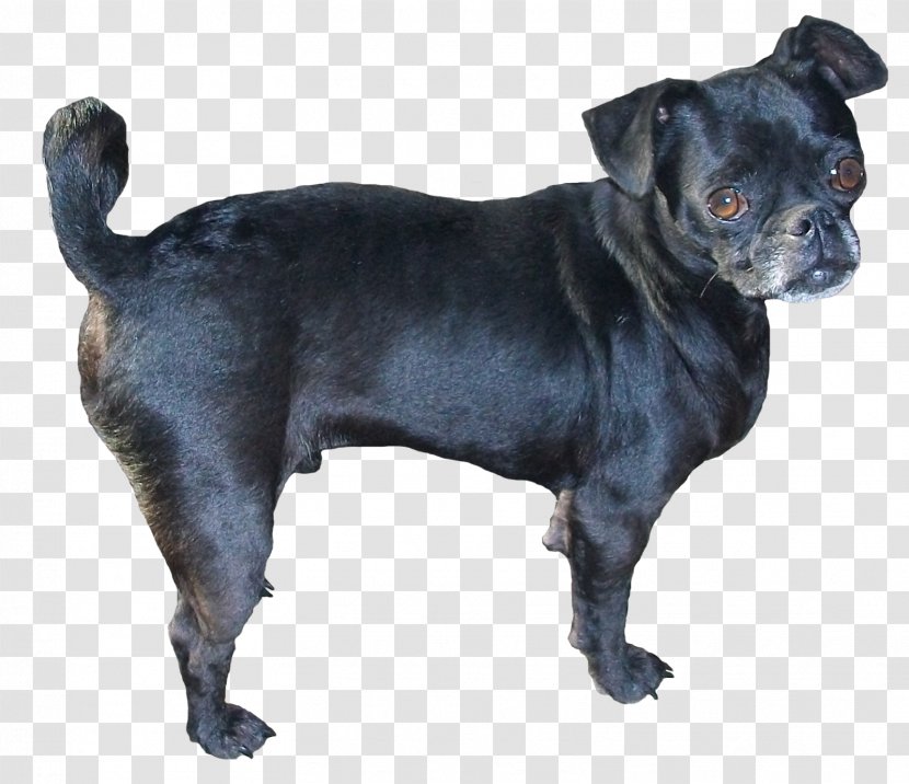 Pug Puppy Companion Dog Breed PhotoScape - Gimp Transparent PNG