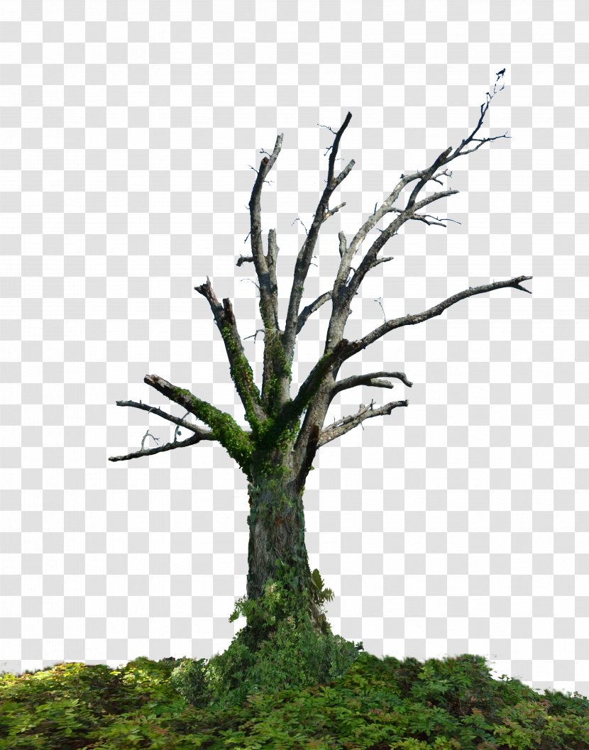 Tree Branch Root Trunk - Car Transparent PNG