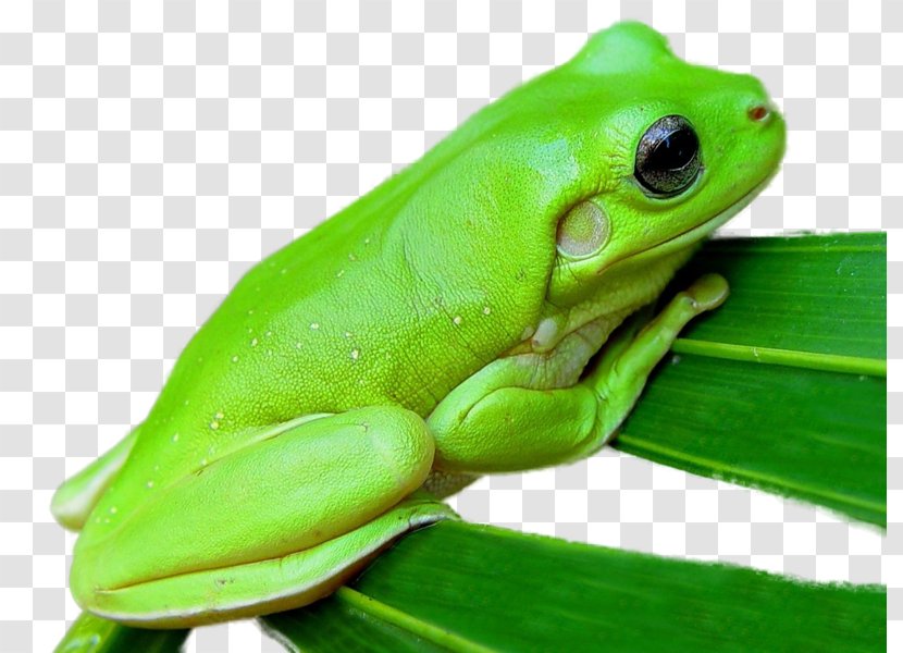 Australian Green Tree Frog Lithobates Clamitans Amphibian Transparent PNG