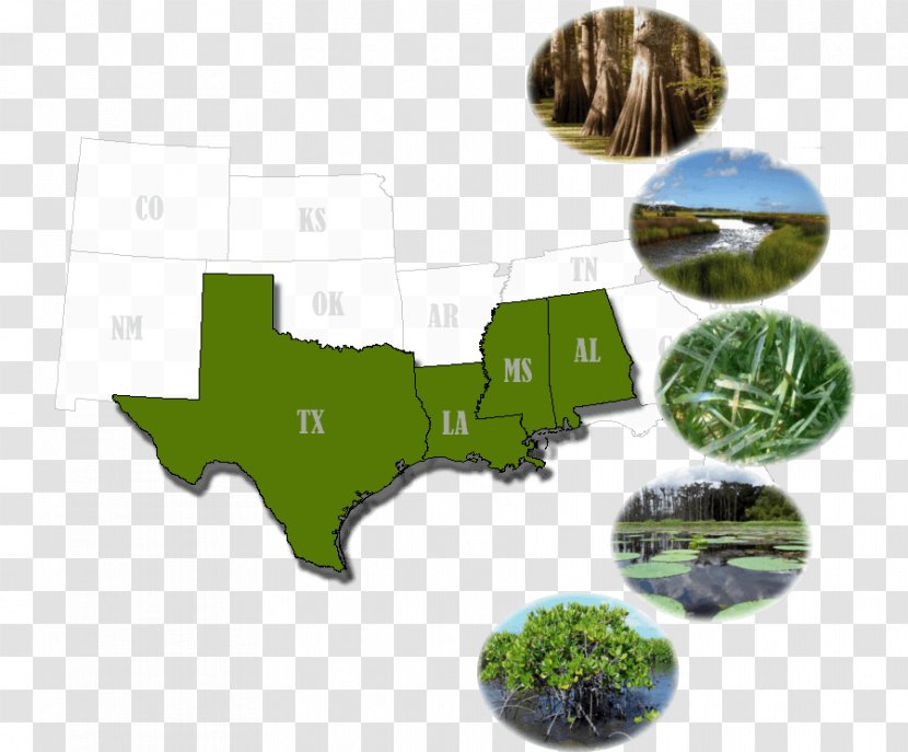 Texas A&M Health Science Center Chart Map Hurricane Harvey Company - Wetland Plants Transparent PNG