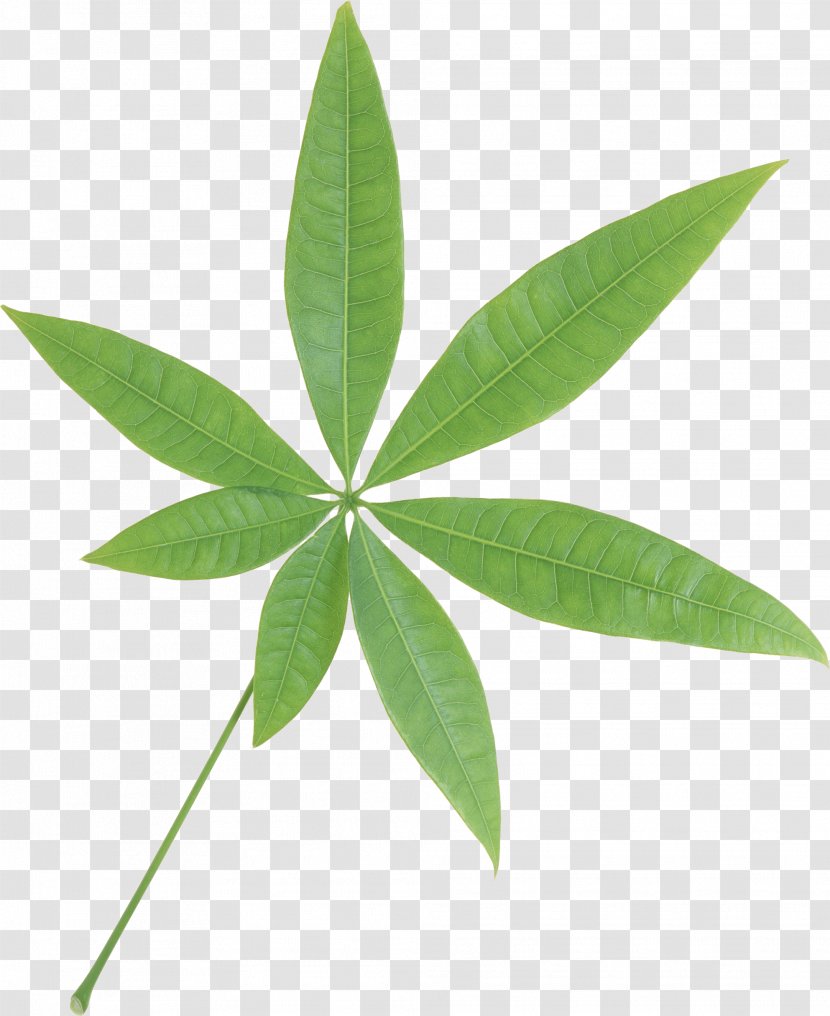 Euclidean Vector - Green - Leaf Transparent PNG