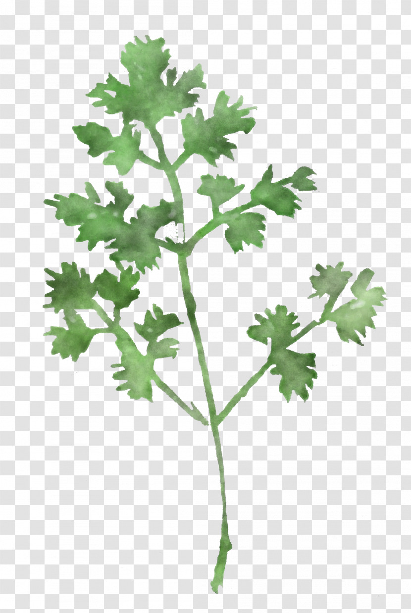 Parsley Transparent PNG