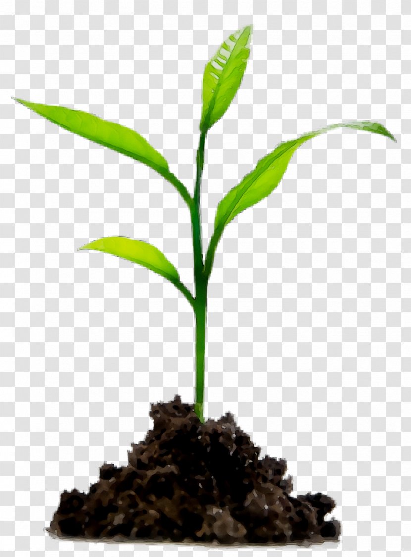 Soil Natural Environment Plants Agriculture Proteg SpA - Fruit Tree - Leaf Transparent PNG