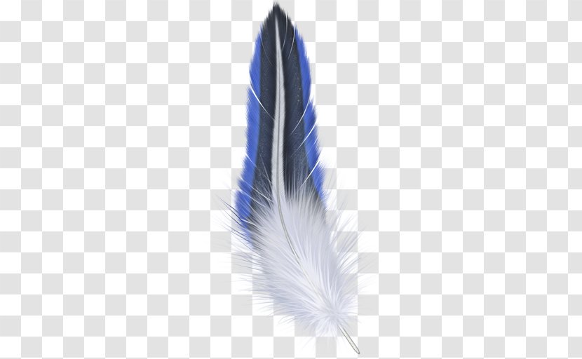 Bird Feather Photography - Boho Transparent PNG