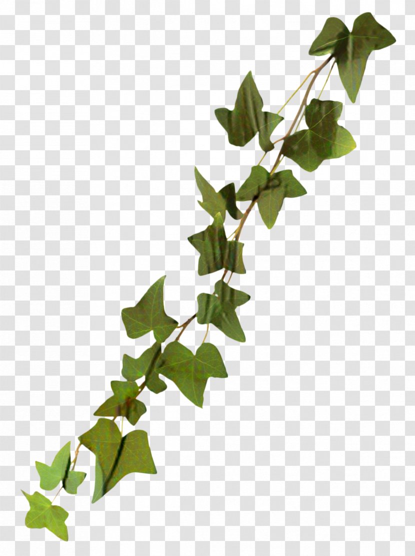 Clip Art Common Ivy Transparency Image - Flowering Plant - Family Transparent PNG