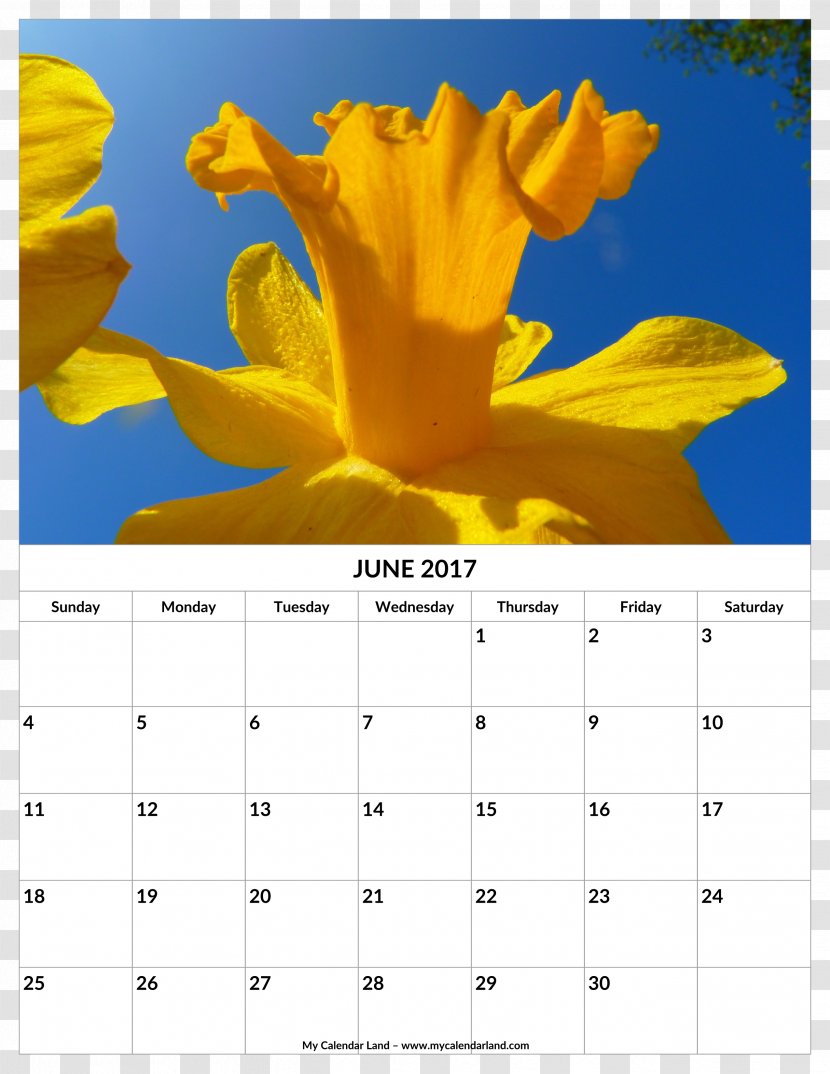 Calendar Bunch-flowered Daffodil Narcissus 0 - Cut Flowers - Flower Transparent PNG