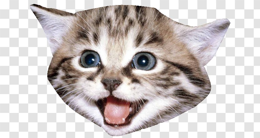 Kitten Cat - Snout Transparent PNG