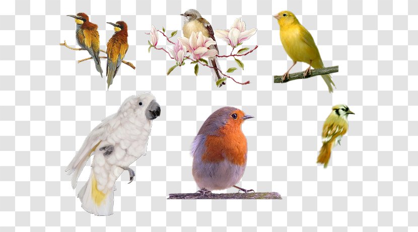 European Robin Bird American Sparrows Beak - Old World Flycatchers Transparent PNG