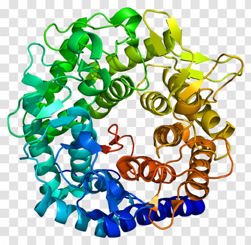 MAN1A1 Protein Mannosyl-oligosaccharide 1,2-alpha-mannosidase Clip Art Free Content - Enzyme - Organism Transparent PNG