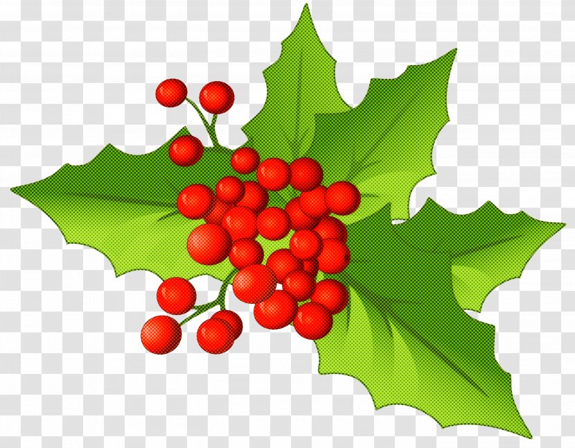 Holly - Hollyleaf Cherry - Grape Leaves Transparent PNG
