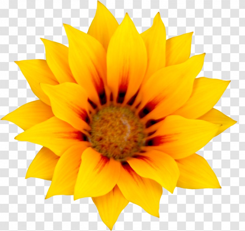 Common Sunflower Illustration - Seed Transparent PNG