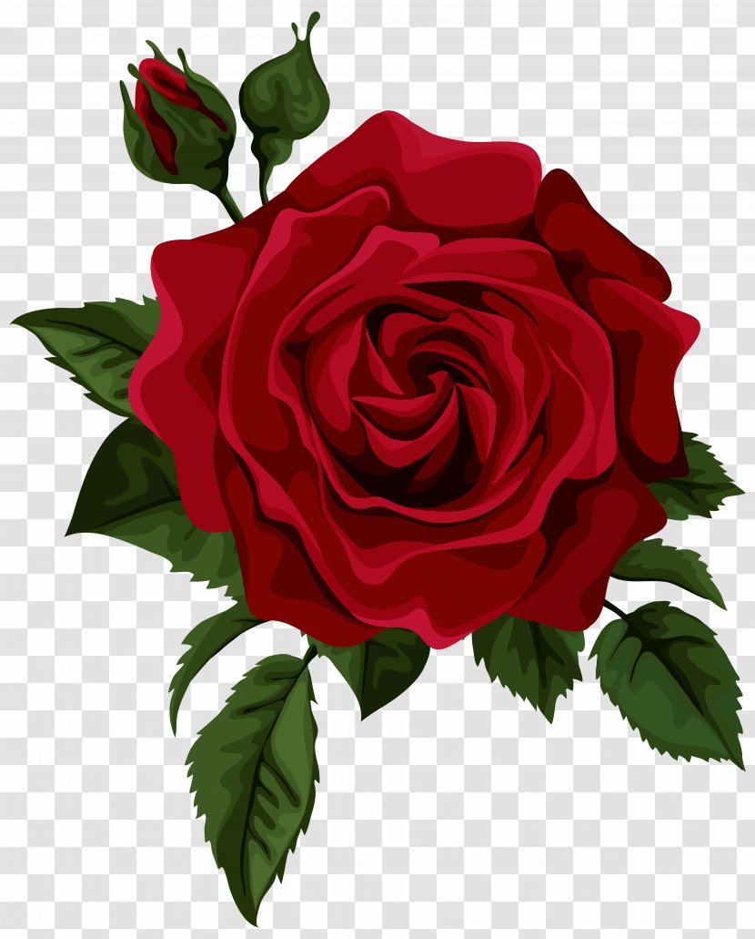Rose Flower Red Euclidean Vector - Floristry - With Bud Transparent Clip Art Picture Transparent PNG
